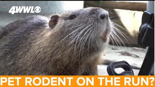 Beloved pet rodent to be confiscated by La Wildlife and Fisheries [upl. by Moreland821]