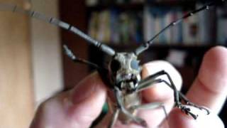 Chirping Longhorn Beetle [upl. by Katey]