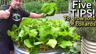 5 Tips How to Grow a Ton of Collards in a Raised Container Garden Bed [upl. by Eanert572]