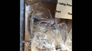 Live tropical fish unboxing from wwwgeileraquaticscom [upl. by Allekram65]