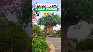 ROPE DROPPING Animal Kingdom 🏃‍♀️🌳Worth It to Wake Up EARLY [upl. by Aidualk23]