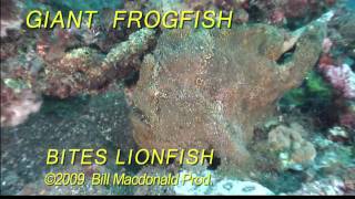 Diving Giant frogfish bites lionfish Ouch [upl. by Ellimac]