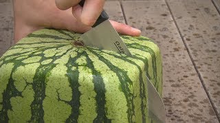 Квадратные арбузы Японии  Square watermelons Japan  四角スイカ [upl. by Erbua]