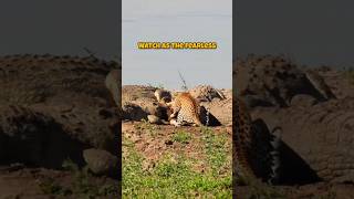 Fearless Leopard Shares Its Prey with Hungry Crocodiles [upl. by Flip53]