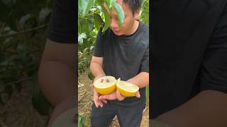 Pouteria caimito shorts shortsfeed fruit [upl. by Ahseniuq]