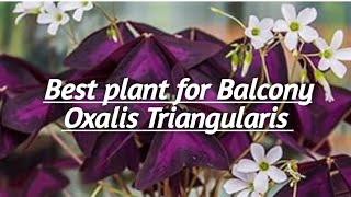 Oxalis Triangularis  The best plant for Balcony [upl. by Nelg]