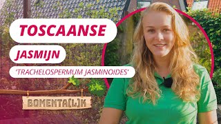 De witte Toscaanse jasmijn  BOMENTALK 113 [upl. by Heaps]