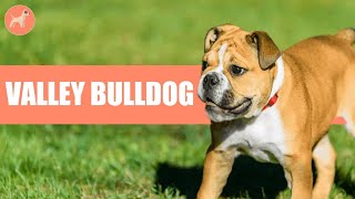 Valley Bulldog All About Boxer and English Bull Dog Mix [upl. by Fons]