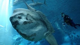 THE OCEAN SUNFISH LARGEST BONY FISH [upl. by Nawj]