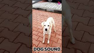 Dog sound  Play to your dog dogsound [upl. by Anoyk]