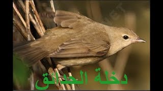 صوت دخلة الحدائق نراها مع عصفور التين song call Garden Warbler [upl. by Sarid]