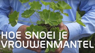 Vrouwenmantel of Alchemilla mollis snoeien in de zomer Hoe doe je dat  Tuinmanieren [upl. by Cioban]