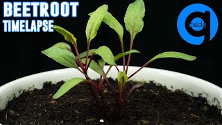 Beetroot Growing From Seed Time Lapse 94 Days [upl. by Munson]