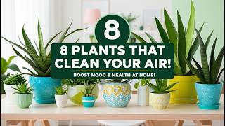 8 Best AirCleaning Plants That Boost Your Mood amp Health 🌿  Create a Healthier Home indoorplants [upl. by Yemar685]