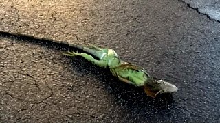 Iguanas are Falling Out of Trees to Warm Up During Florida Cold Snap [upl. by Cass]