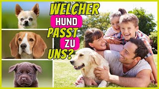 Top 10 Hunderassen für Familien  Die quotbestenquot Familienhunde [upl. by Brittnee]