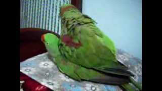 Nadeem Parrot alexandrine parakeet raa tota mating [upl. by Bergwall]