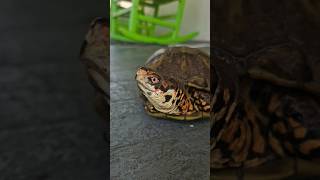 I Like Turtles 2 turtle shorts youtubeshorts viralvideo fyp trending motivation ytshorts [upl. by Zere]