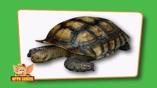 Flash cards for children  Reptiles [upl. by Leunamne]