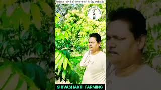 Mahogany tree farming agriculture plantbreeding shortvideo plantpropagation shivashakti [upl. by Ysak]