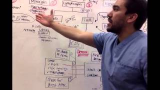 Immunology for nursing students Part 2 [upl. by Tharp473]