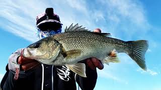 Bait Tackle Store North Pine Dam  Bass  Yellowbelly [upl. by Anaira]