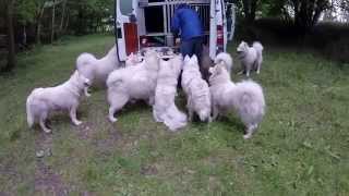 11 Samoyeds 2 hours after training freerunning and feeding [upl. by Wattenberg]