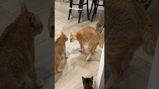 Funny angry cat episode 1 🐱😂😅 cat dog catlovers animallover funnypet [upl. by Acimad643]