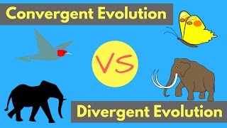 Convergent Evolution vs Divergent Evolution  Shared Traits Explained [upl. by Adnirim]