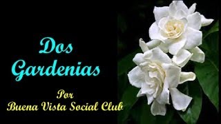 Dos Gardenias Two Gardenias  Buena Vista Social Club Subt en español amp English [upl. by Collbaith]