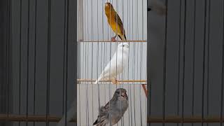 Kenari gacor tarung kenarigacor birds kenariyorkshire canary kenari kenariys yokshirecanary [upl. by Eceinal]