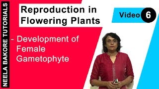 Reproduction in Flowering Plants  NEET  Development of Female Gametophyte  Neela Bakore Tutorials [upl. by Publius]