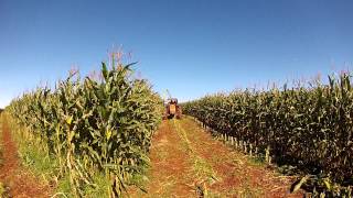 VALTRA A750 NA SILAGEM EM TOLEDO PR [upl. by Tearle323]