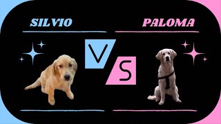 SILVIO 🩵 vs PALOMA 🩷 [upl. by Cavill]