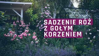 Sadzenie róż z gołym korzeniem [upl. by Othello]