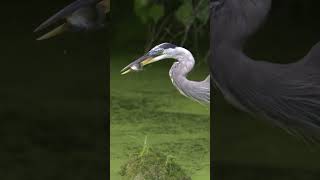 Great Blue Heron Eats Fish birds greatblueheron shorts z8 wildlife birding [upl. by Aticnemrac]