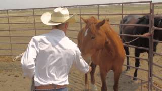 Meeting Americas Mustangs  Byron Hogan and Guapo  Grace Redemption and a Horse [upl. by Yoshio]