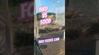 Adorable Little Bird Stuffs his Face with Nonstop Snacking  Bird Feeder Cam birds burung animals [upl. by Lorelie]