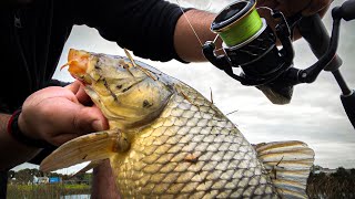 Carp Fishing Victoria Conquering Waters with Circle Hooks [upl. by Volney185]