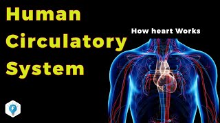 Human Circulatory System in Hindi  Narendra Sir IITB 2003 AIR 445 Purdue Univ USA [upl. by Brandy138]