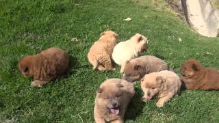 LINDOS CACHORROS CHOW CHOW PARA LA VENTA [upl. by Lavinia]