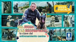 Del juego a la recompensa la clave del entrenamiento canino [upl. by Kerstin]