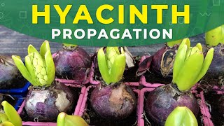 HYACINTH PROPAGATION FROM BULBS  Care for the plant [upl. by Eneiluj]