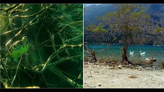 Crete Snorkeling Kournas Lake Turtles Drone footage Gold Fish 4K [upl. by Acirehs846]