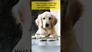 The Cutest Animals  Dogs  Golden Retrievers [upl. by Eaner]