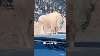 Bearizona Wildlife Park youtubeshorts shorts bison [upl. by Hsemar]