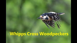 Whipps Cross Woodpeckers [upl. by Frierson262]