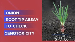 🧬 Unlocking Genotoxicity with Onion using Allium cepa Assay 🌱 [upl. by Elleinnod]