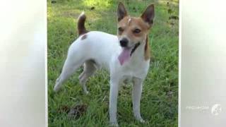 Tenterfield Terrier Dog breed [upl. by Namyw]