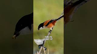 Shrike  The Brutal Butcherbird That Impales Its Prey shorts [upl. by Enyt815]